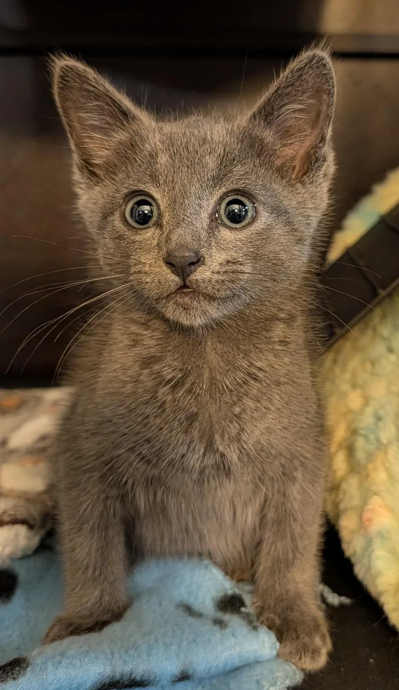 A baby medium-sized male Gray / Blue / Silver Domestic Short Hair cat named Andover .. for adoption in Apopka, FL