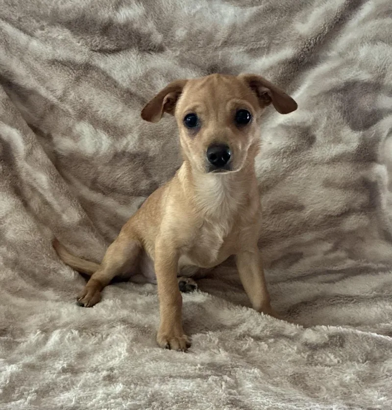 A baby small-sized male Yellow / Tan / Blond / Fawn Chiweenie dog named Grogu for adoption in Pelham, NH