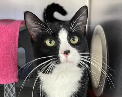 An adult small-sized male Domestic Short Hair cat named Eggroll for adoption in West Seneca, NY