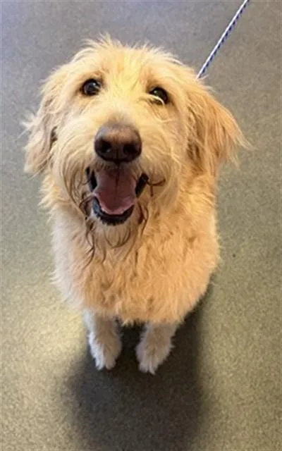 An adult large-sized female Mixed Breed dog named Bizkitasaurus for adoption in Jacksonville, FL
