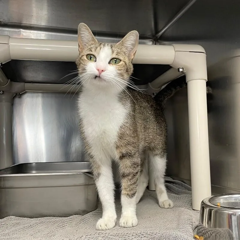 An adult medium-sized female Domestic Short Hair cat named Marie for adoption in Roanoke, VA