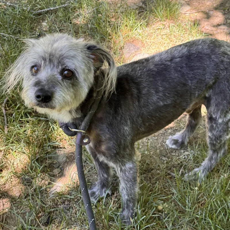 A young small-sized male Wheaten Terrier dog named Benji for adoption in Lambertville, NJ