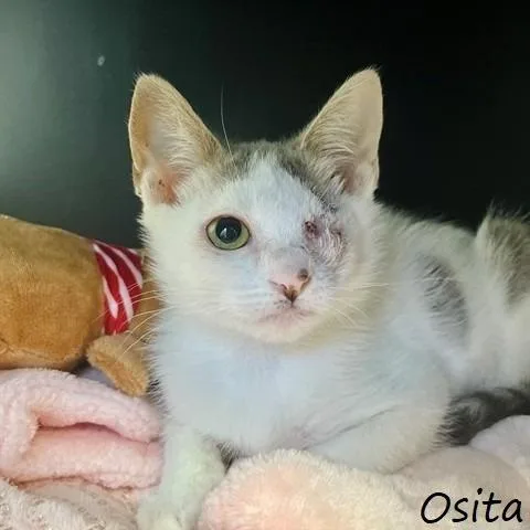 A baby small-sized female White Domestic Short Hair cat named Osita for adoption in Yucaipa, CA