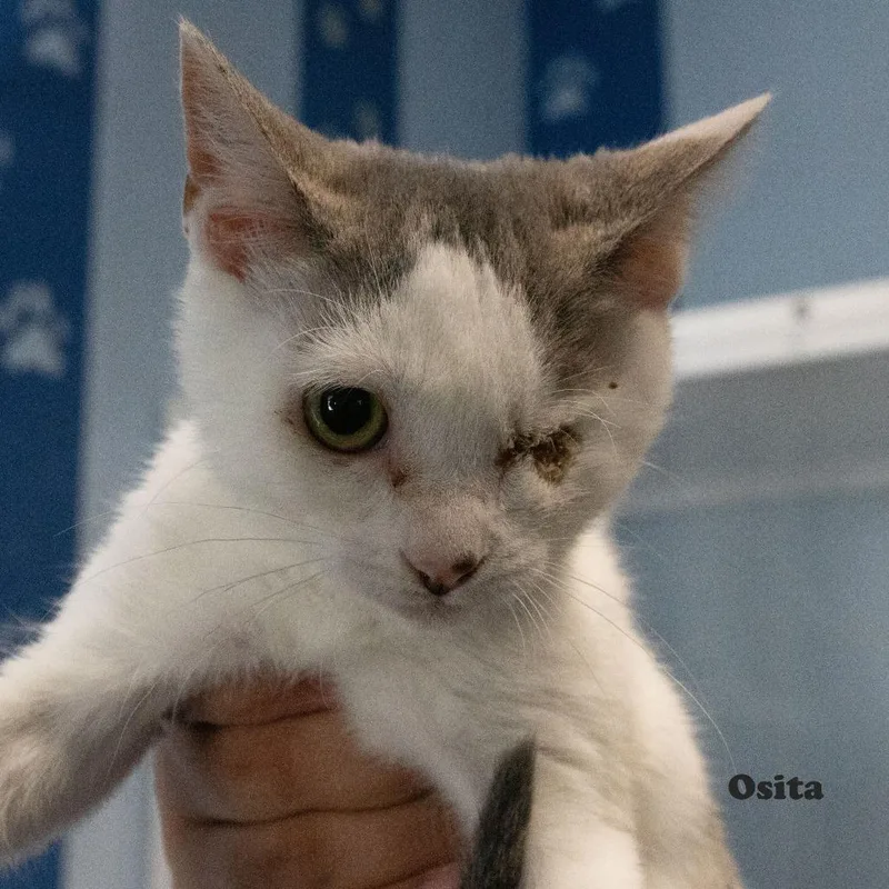 Osita thumbnail 2