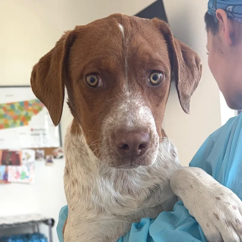 A baby medium-sized female Brown / Chocolate Hound dog named Cowabunga for adoption in Nashville, TN