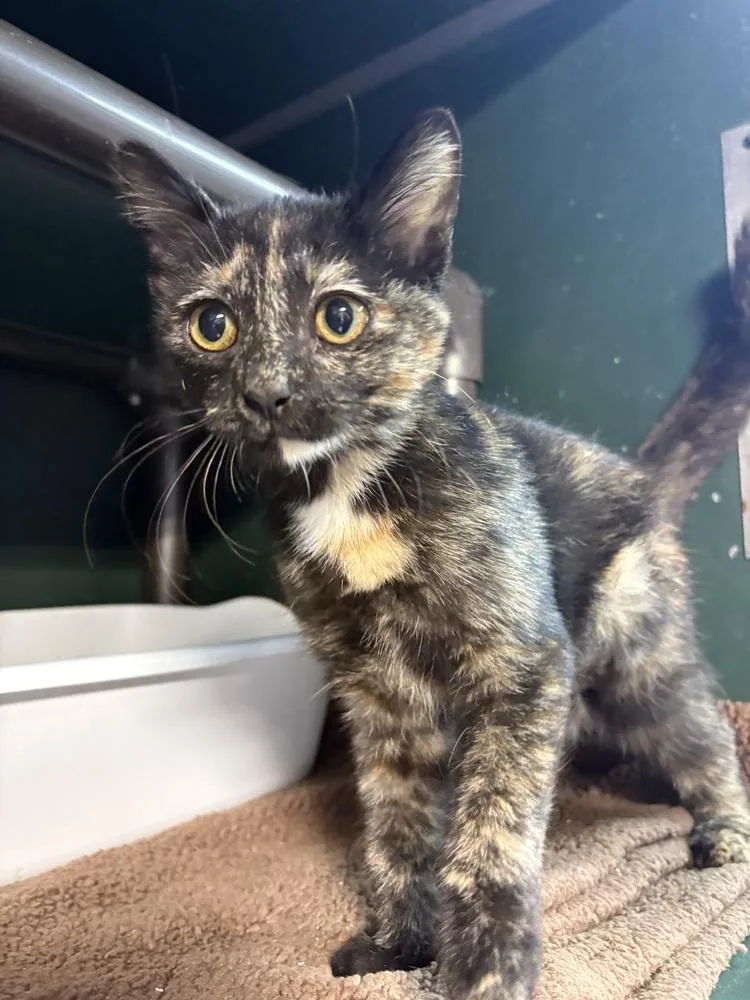 A baby small-sized female Domestic Short Hair cat named Bluebell for adoption in Mishawaka, IN