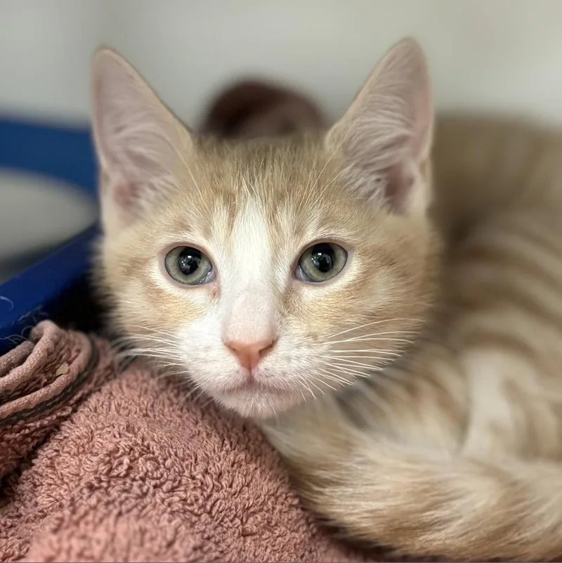 An adult medium-sized male Domestic Short Hair cat named Pawson Ingram for adoption in Cumming, GA