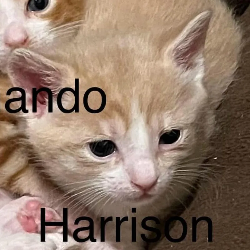 Pawson Ingram thumbnail 2