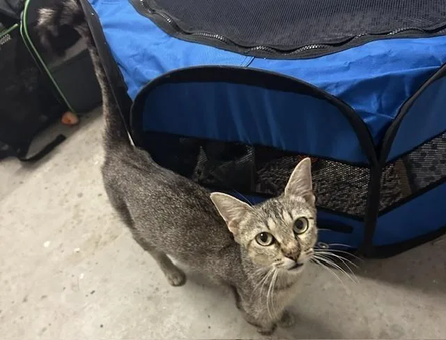 An adult medium-sized female Brown / Chocolate Domestic Short Hair cat named Fabel for adoption in Emerald Isle, NC