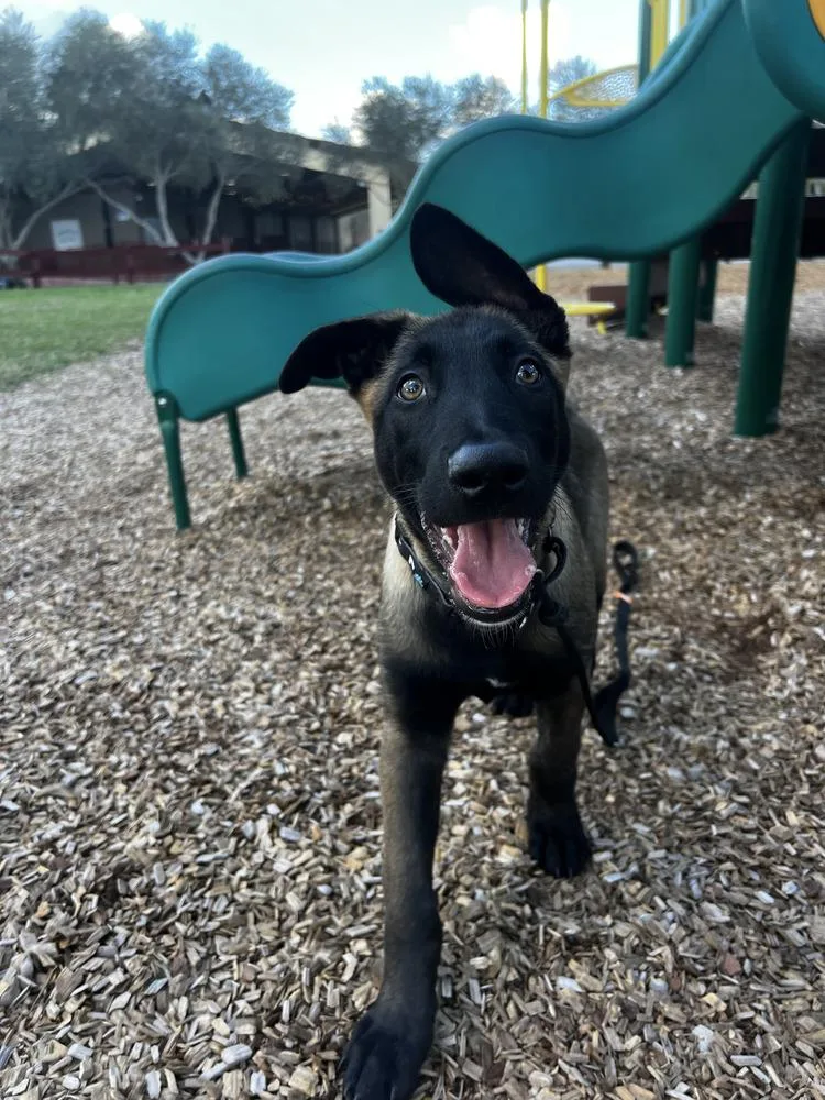 Thorn  Located In thumbnail 3