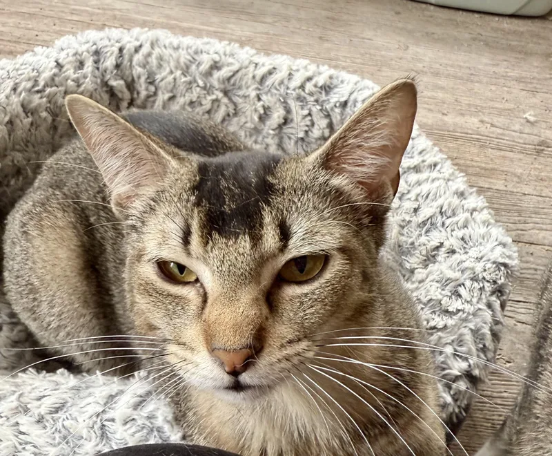 A young medium-sized male Abyssinian cat named Toupee for adoption in Shreveport, LA