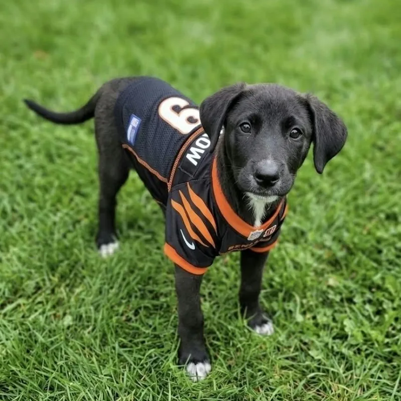 A baby large-sized male Shepherd dog named Burrow for adoption in McHenry, IL