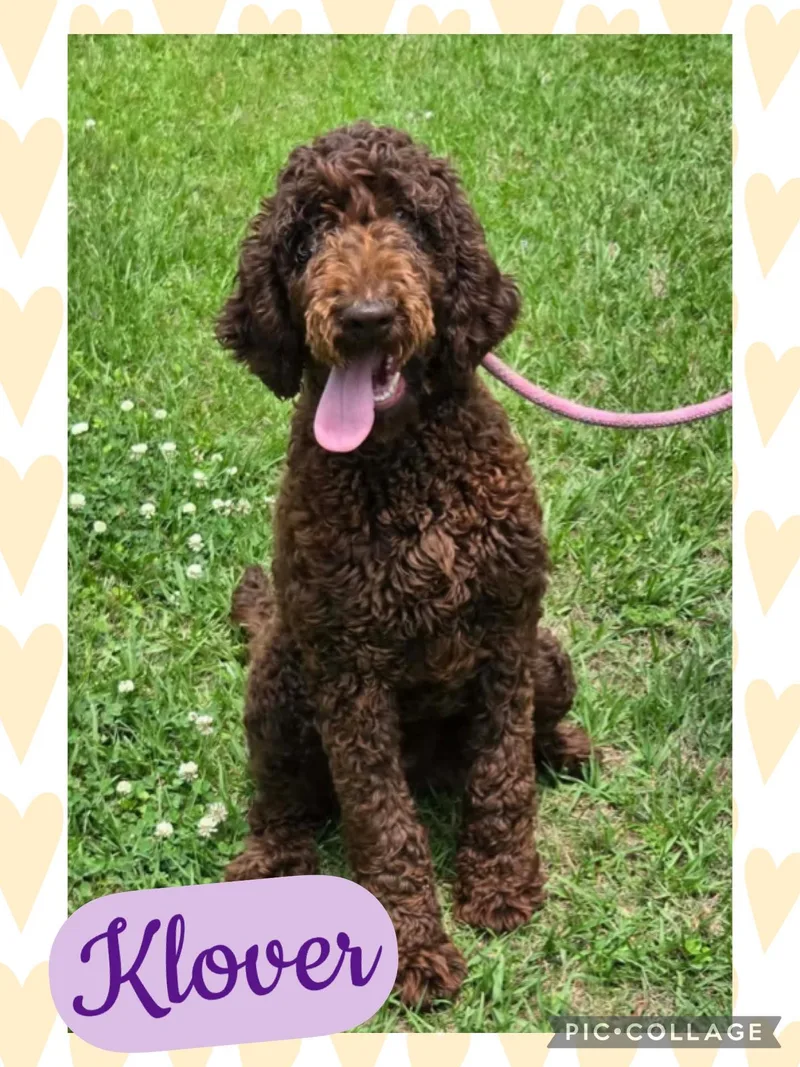 A young medium-sized female Brown / Chocolate Aussiedoodle dog named Klover for adoption in Ringwood, NJ