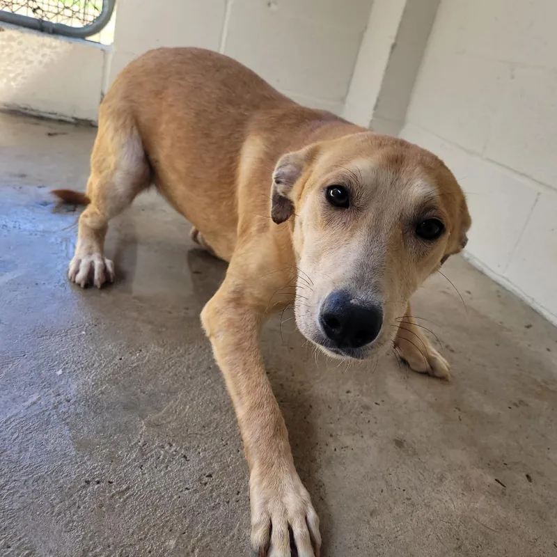 Sapphire thumbnail 2