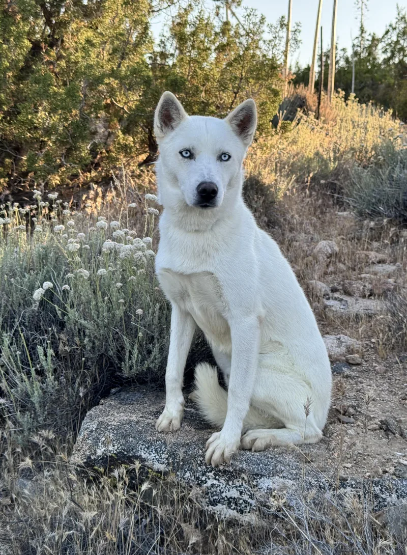 An adult medium-sized male White / Cream Husky dog named Mr Frosty for adoption in Naperville, IL