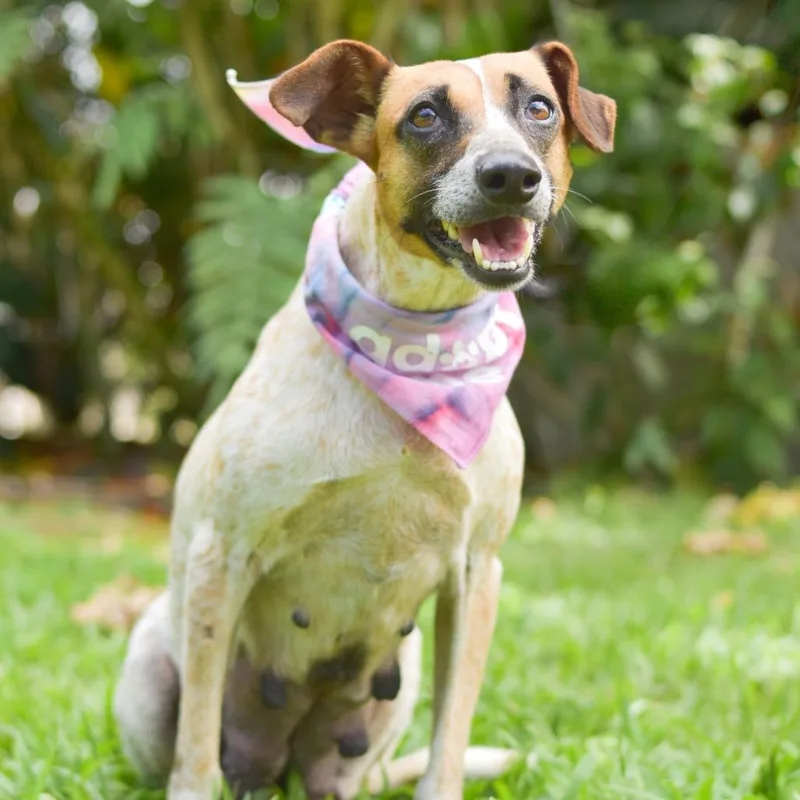 An adult medium-sized female Red / Chestnut / Orange Mixed Breed dog named Nessie for adoption in Kailua Kona, HI