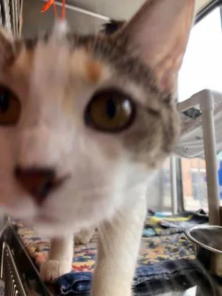 A senior medium-sized female White Domestic Short Hair cat named Tootie for adoption in Kansas City, MO