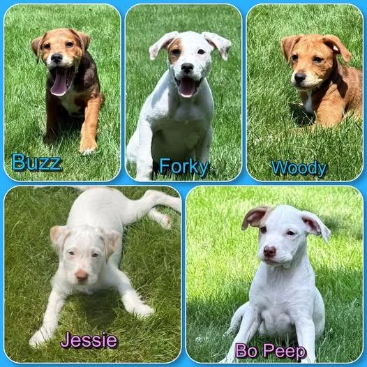 A baby medium-sized male Terrier dog named Toy Story Litter  for adoption in Traverse City, MI