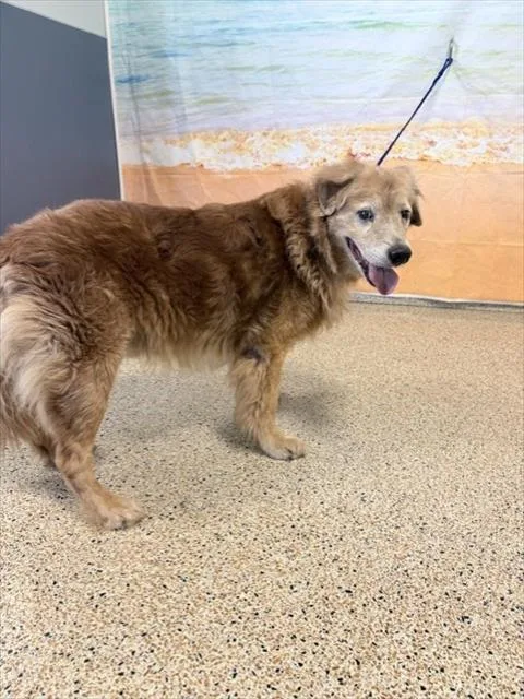 A senior large-sized male Golden Retriever dog named Ducky for adoption in Miami, FL