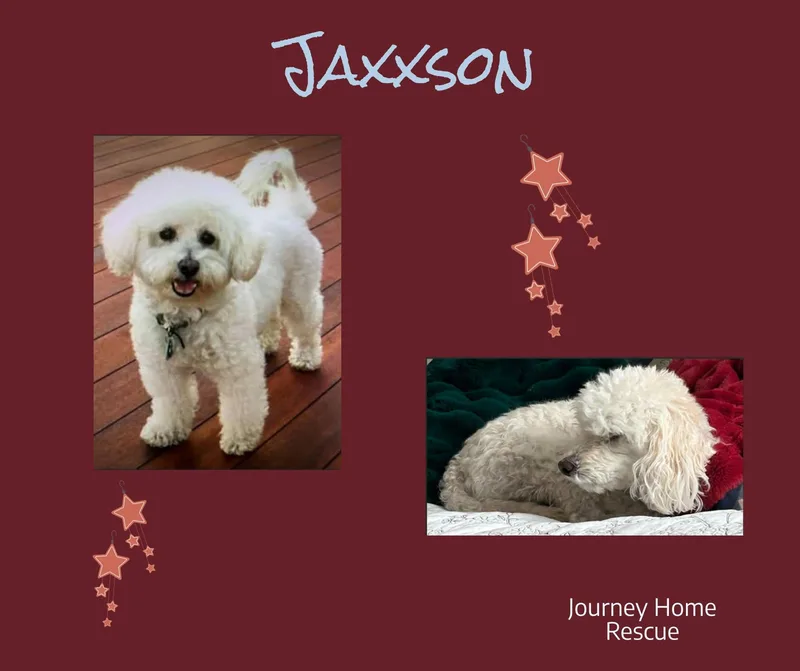 An adult small-sized male White / Cream Poodle dog named Jaxxson for adoption in East Wenatchee, WA