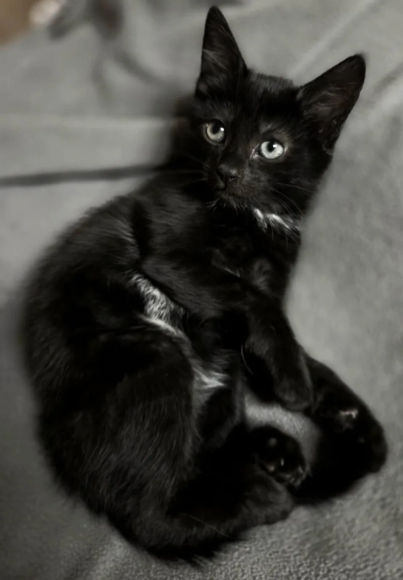 A baby medium-sized male Black & White / Tuxedo Domestic Short Hair cat named Winter for adoption in Wayne, NJ