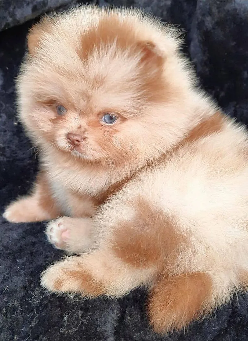 A young small-sized male Pomeranian dog named Merlot for adoption in Newmanstown, PA