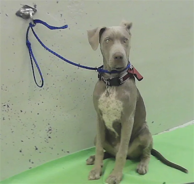 A baby medium-sized male Staffordshire Bull Terrier dog named Zues for adoption in Houston, TX