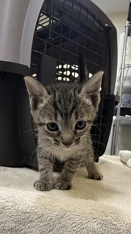A baby small-sized female Domestic Short Hair cat named Judy for adoption in Honolulu, HI