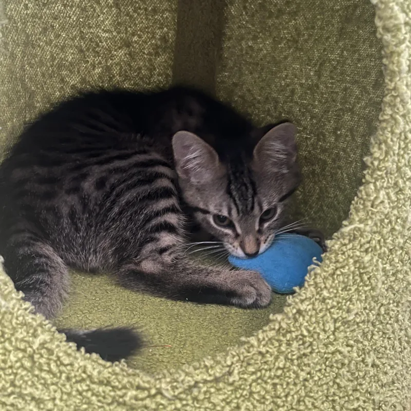 A baby medium-sized female Tabby (Buff / Tan / Fawn) Domestic Short Hair cat named Raisin Bran for adoption in Southold, NY