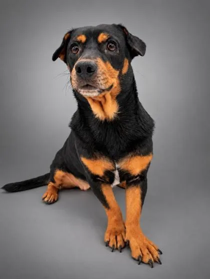 An adult medium-sized female Beagle dog named Delilah for adoption in Bowling Green, KY