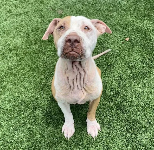 An adult medium-sized female Mixed Breed dog named Sierra for adoption in Palmetto, FL