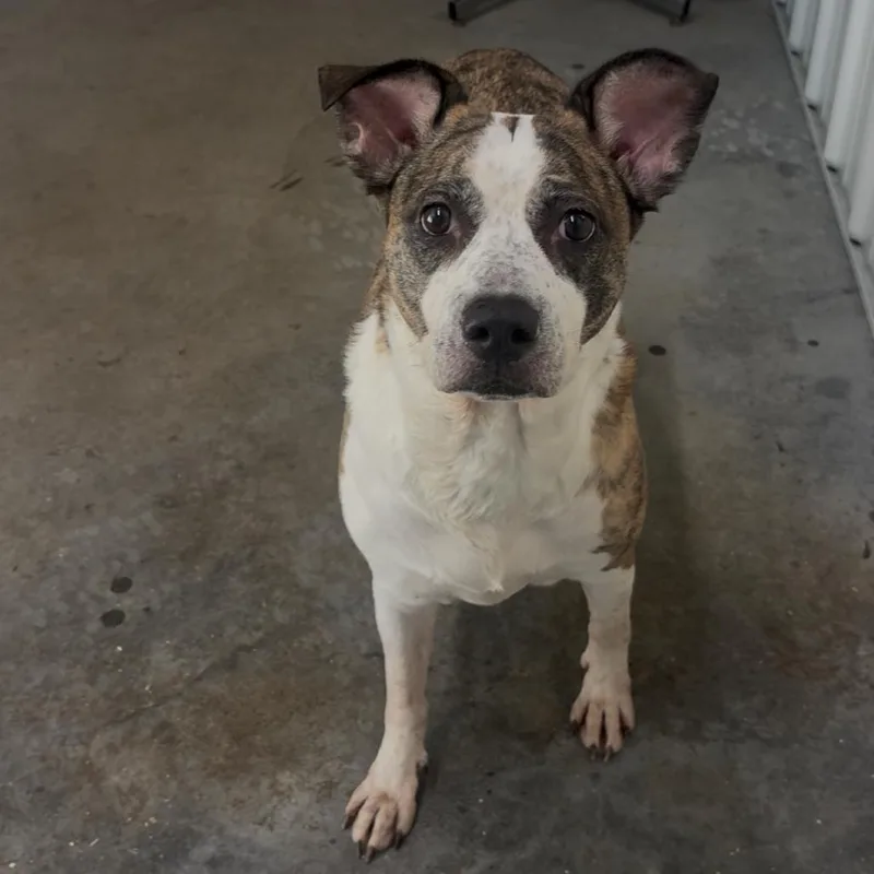 An adult large-sized female Mixed Breed dog named Princess for adoption in Fairmont, WV