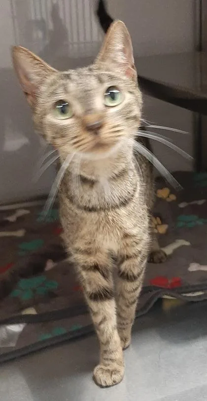 An adult medium-sized female Domestic Short Hair cat named Nellie for adoption in Gastonia, NC