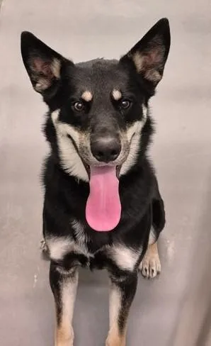 Koda