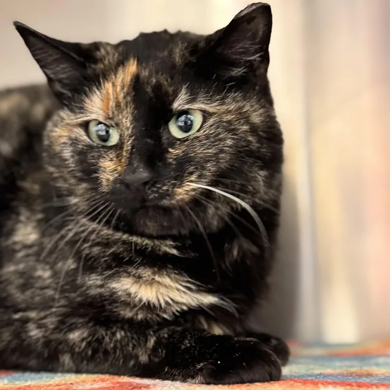 A young medium-sized female Domestic Short Hair cat named Hannah for adoption in Winchendon, MA