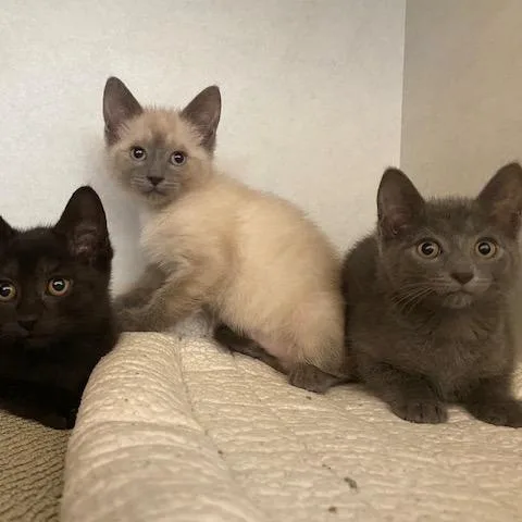 A baby small-sized female Gray / Blue / Silver Domestic Short Hair cat named Sam for adoption in Dayton, OH