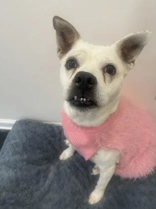 Bella thumbnail 3
