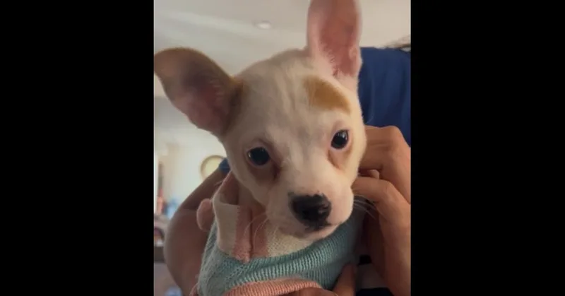 A baby small-sized female Tricolor (Brown, Black, & White) Bull Terrier dog named Blossom for adoption in ventura, CA