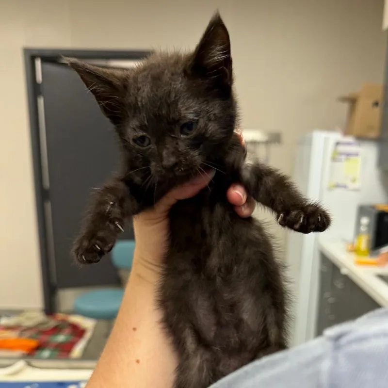 A baby small-sized female Black Domestic Short Hair cat named Donut for adoption in Morganton, NC
