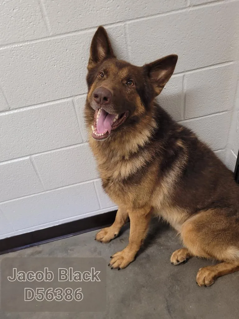 A young medium-sized male German Shepherd Dog dog named Jacob Black for adoption in Clarksville, TN