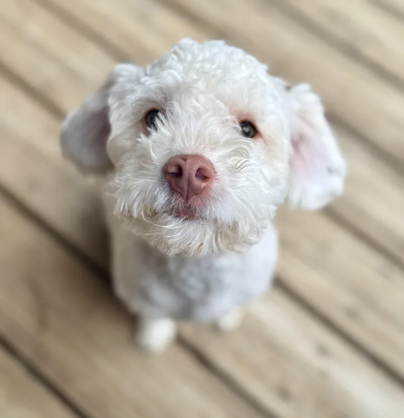 An adult small-sized male White / Cream Miniature Poodle dog named Louie for adoption in Washington, MO