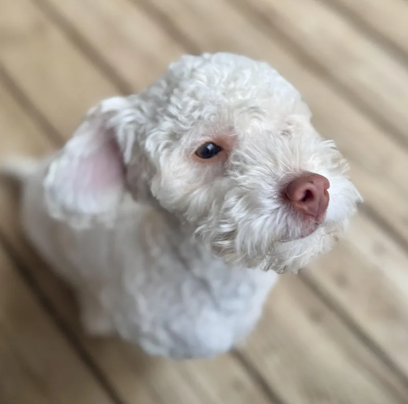 Louie thumbnail 2