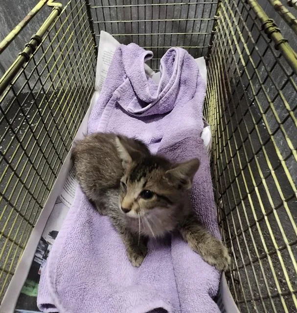 A baby small-sized male Domestic Short Hair cat named O'Connor for adoption in San Antonio, TX
