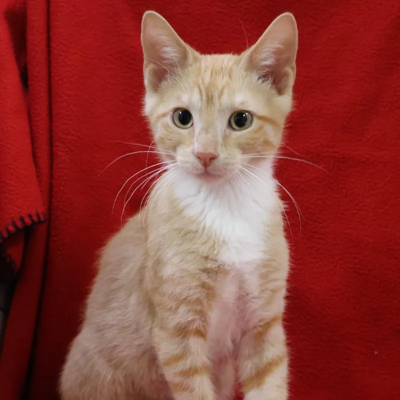 A baby small-sized male Orange / Red Domestic Short Hair cat named Socks for adoption in Saint Charles, MO