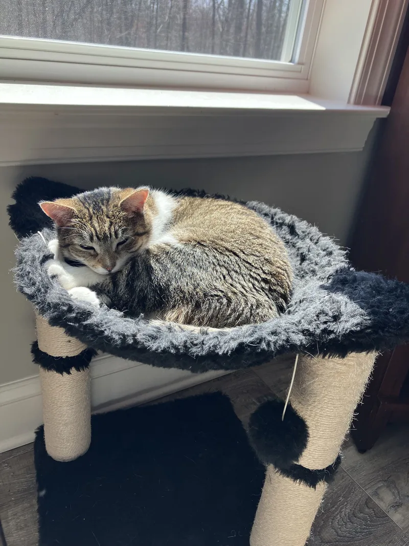A young medium-sized female American Shorthair cat named Daisy for adoption in Mount Airy, MD