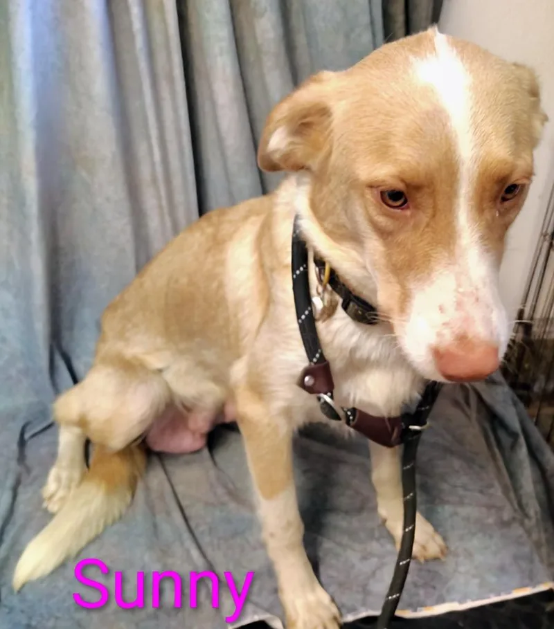 An adult medium-sized female Collie dog named Sunny for adoption in Mena, AR