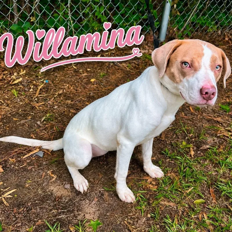 An adult medium-sized female White / Cream Catahoula Leopard Dog dog named Willamina for adoption in Winnfield, LA
