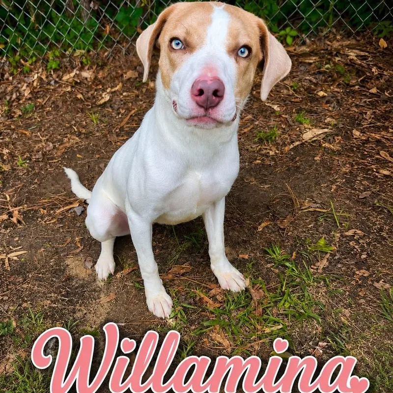 Willamina thumbnail 3