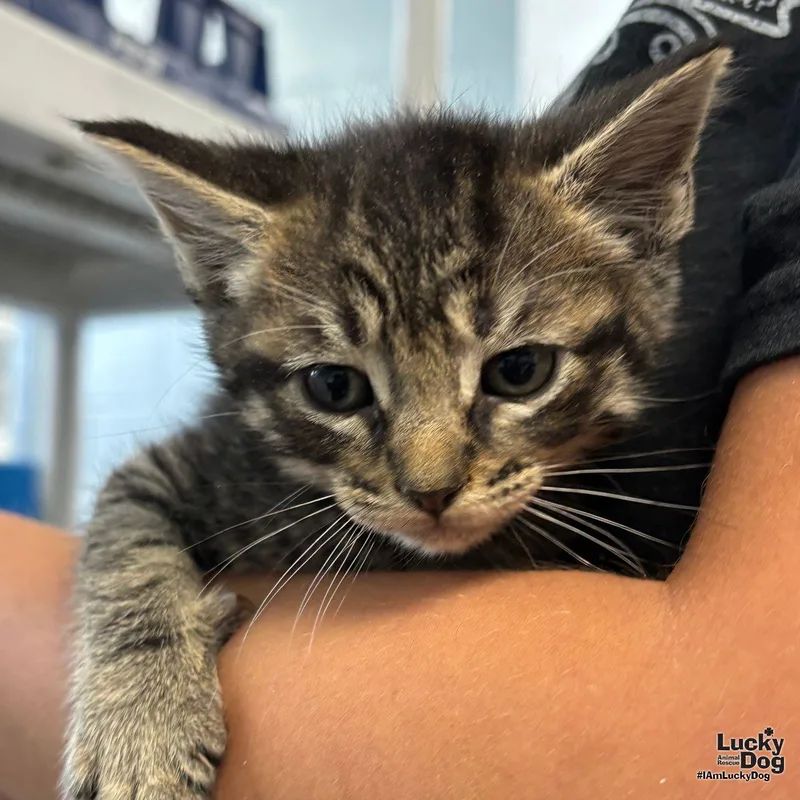 A baby medium-sized male Domestic Short Hair cat named Poncho for adoption in Washington, DC