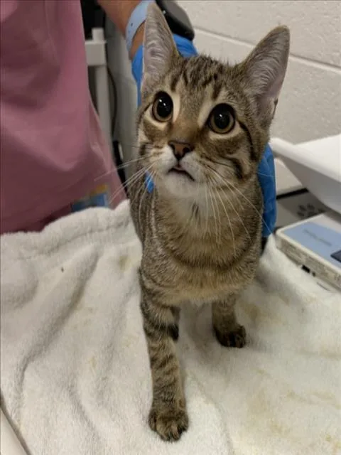 A baby medium-sized male Domestic Short Hair cat named Feta for adoption in Derwood, MD